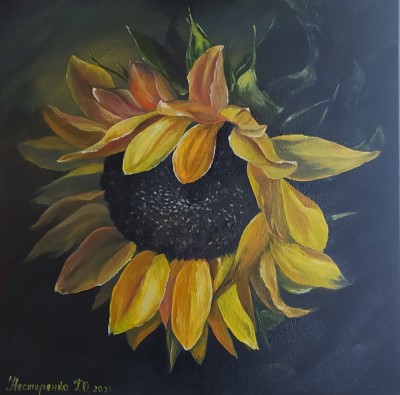 Sunflower at night