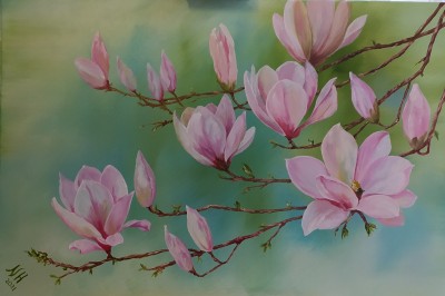 Delicate magnolias