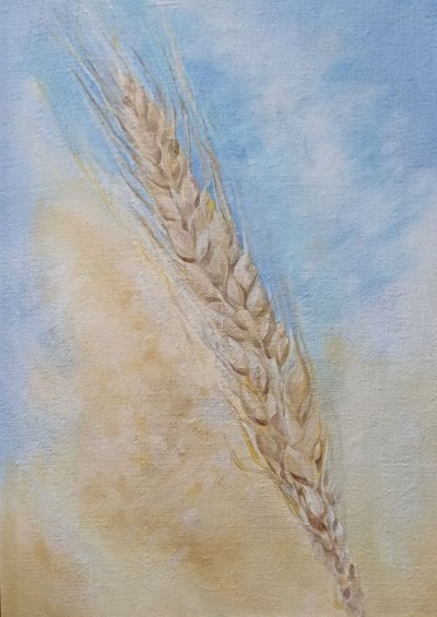  An ear of wheat