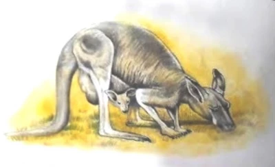  Kangaroo with baby