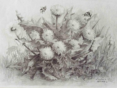 dandelions and bumblebees