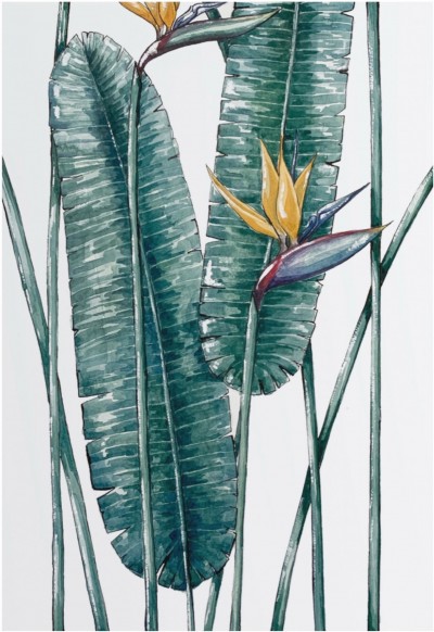 Banana leaves and bird of paradise